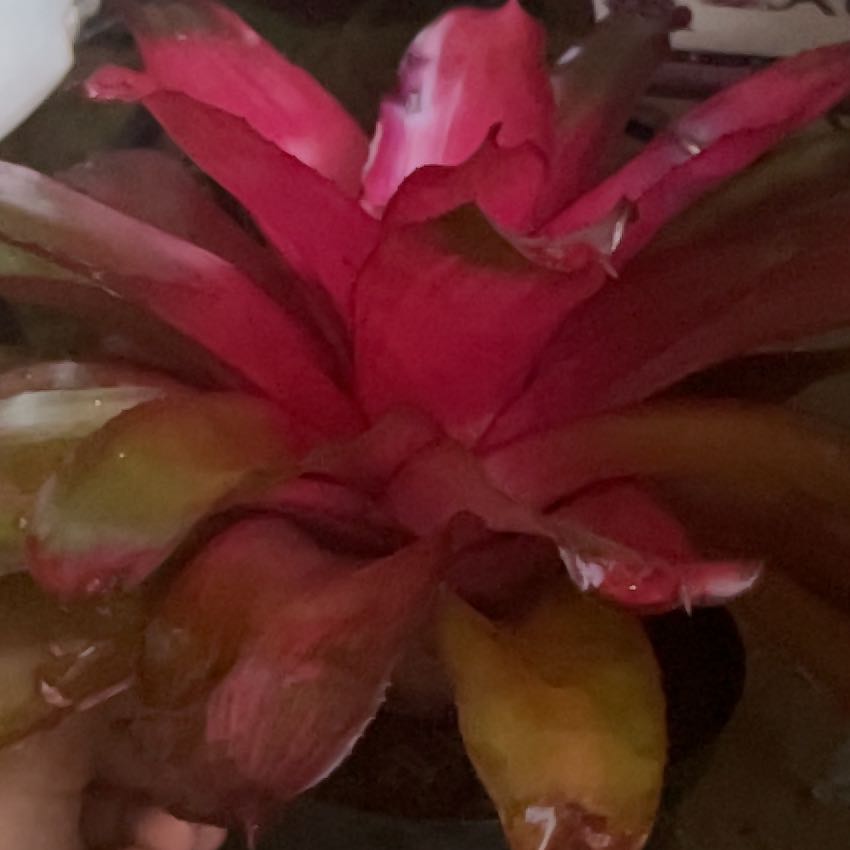 Photo of the plant species Bromeliad by @BraveAlbo83 named Captain Plant-it on Greg, the plant care app