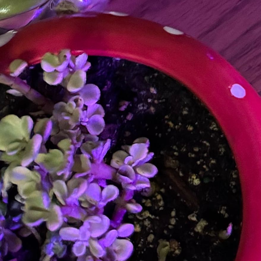 Photo of the plant species Rainbow Bush by @SunnyDeergrass named Maya on Greg, the plant care app