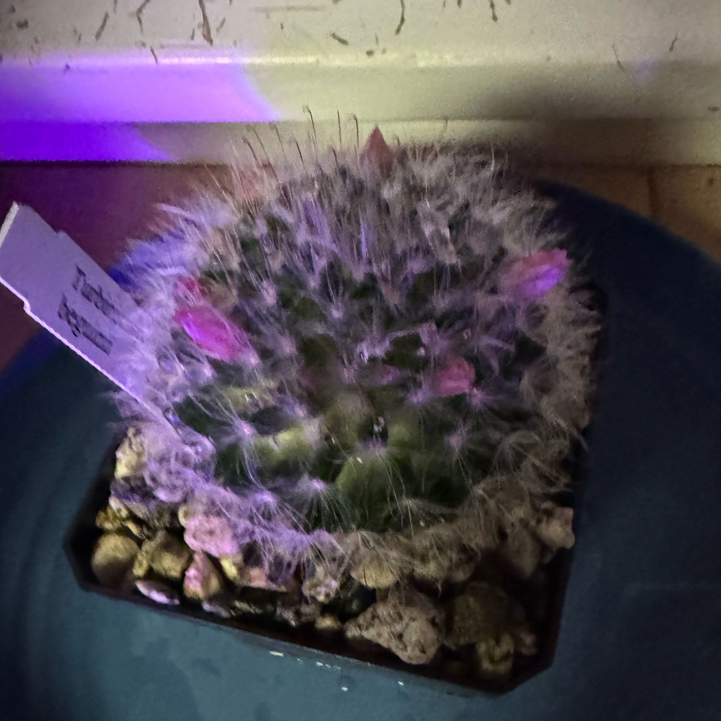 Photo of the plant species Beguinii Cactus by @SunnyDeergrass named Dolores on Greg, the plant care app