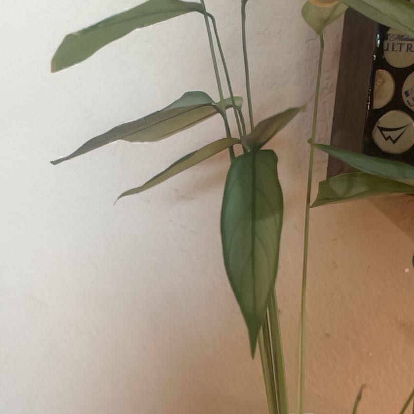 Photo of the plant species Calathea Grey Star by @WinsomeCaladium named Baesil on Greg, the plant care app