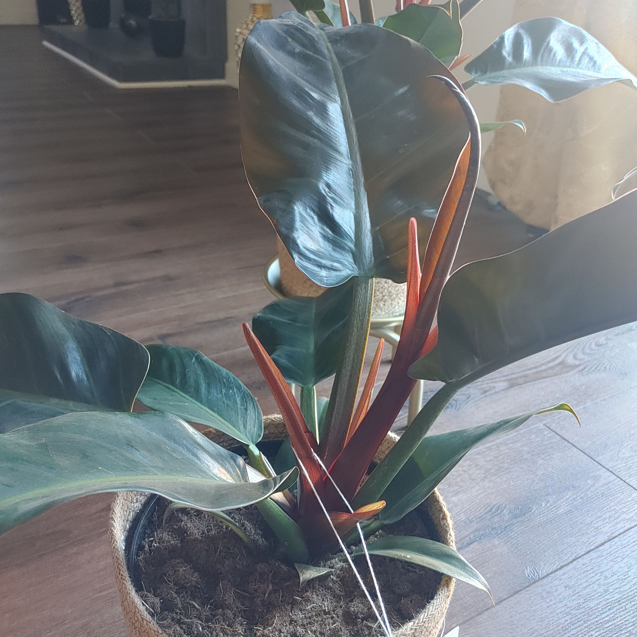Photo of the plant species Red Leaf Philodendron by @DeanHope25 named Josiah on Greg, the plant care app
