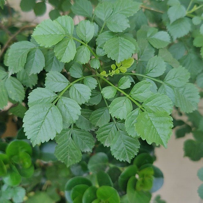Photo of the plant species Cape Honeysuckle by @HotMastic14 named Apollo on Greg, the plant care app