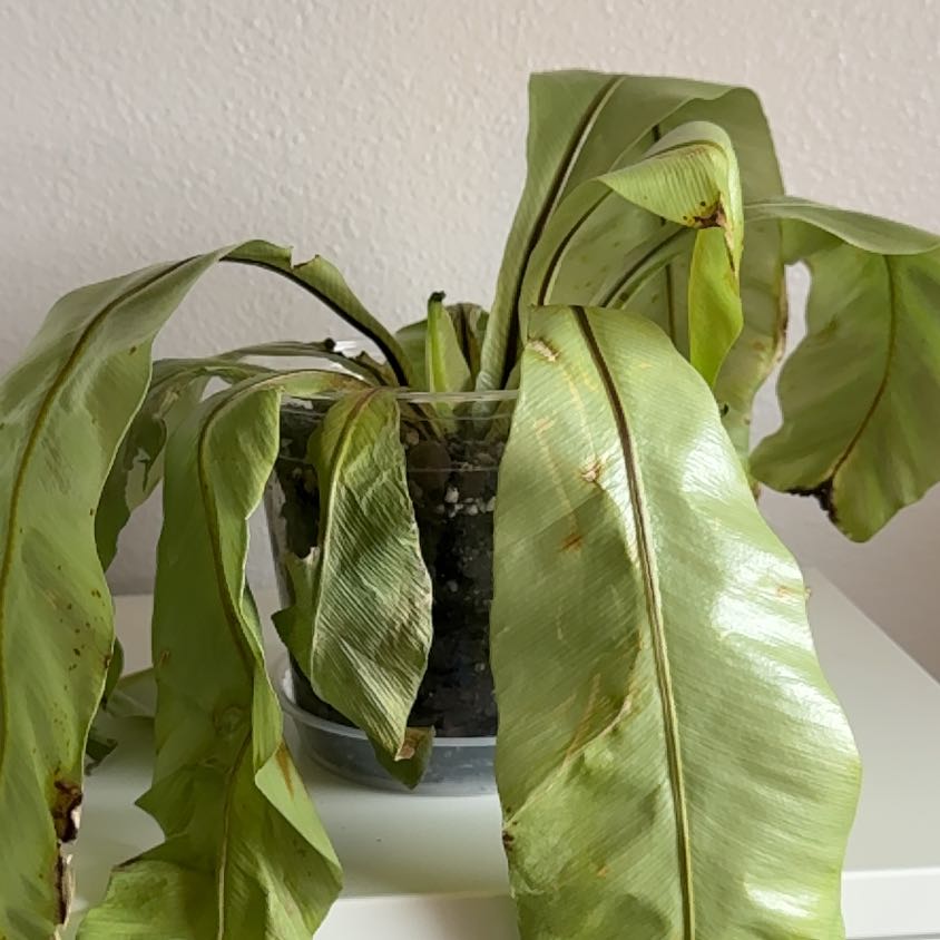 Photo of the plant species Bird's Nest Fern by @OriginalMira45 named Marley on Greg, the plant care app