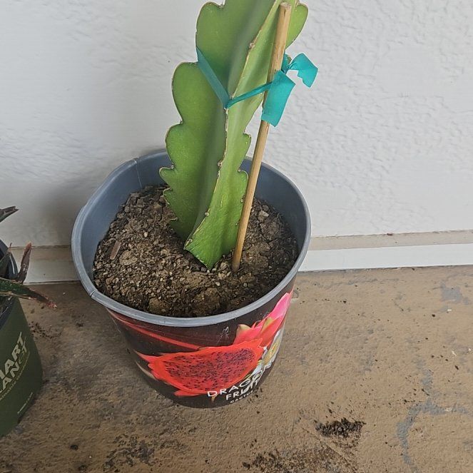 Photo of the plant species Red Dragon Fruit by @RestfulGinseng named Fred on Greg, the plant care app