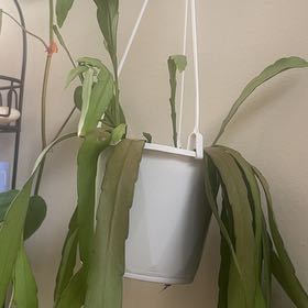 Photo of the plant species Red Coral Rhipsalis by @CuteLipandra87 named Kylie on Greg, the plant care app