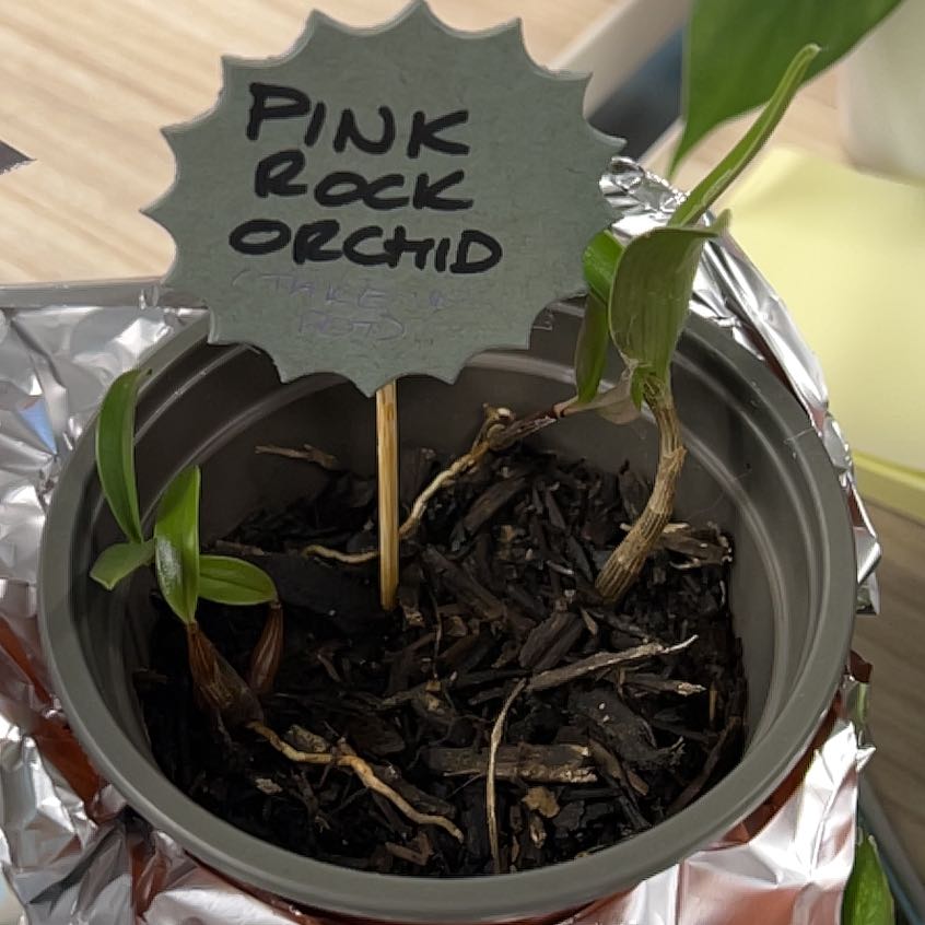 Photo of the plant species Pink Rock Orchid by @NeonTilly named Venus on Greg, the plant care app