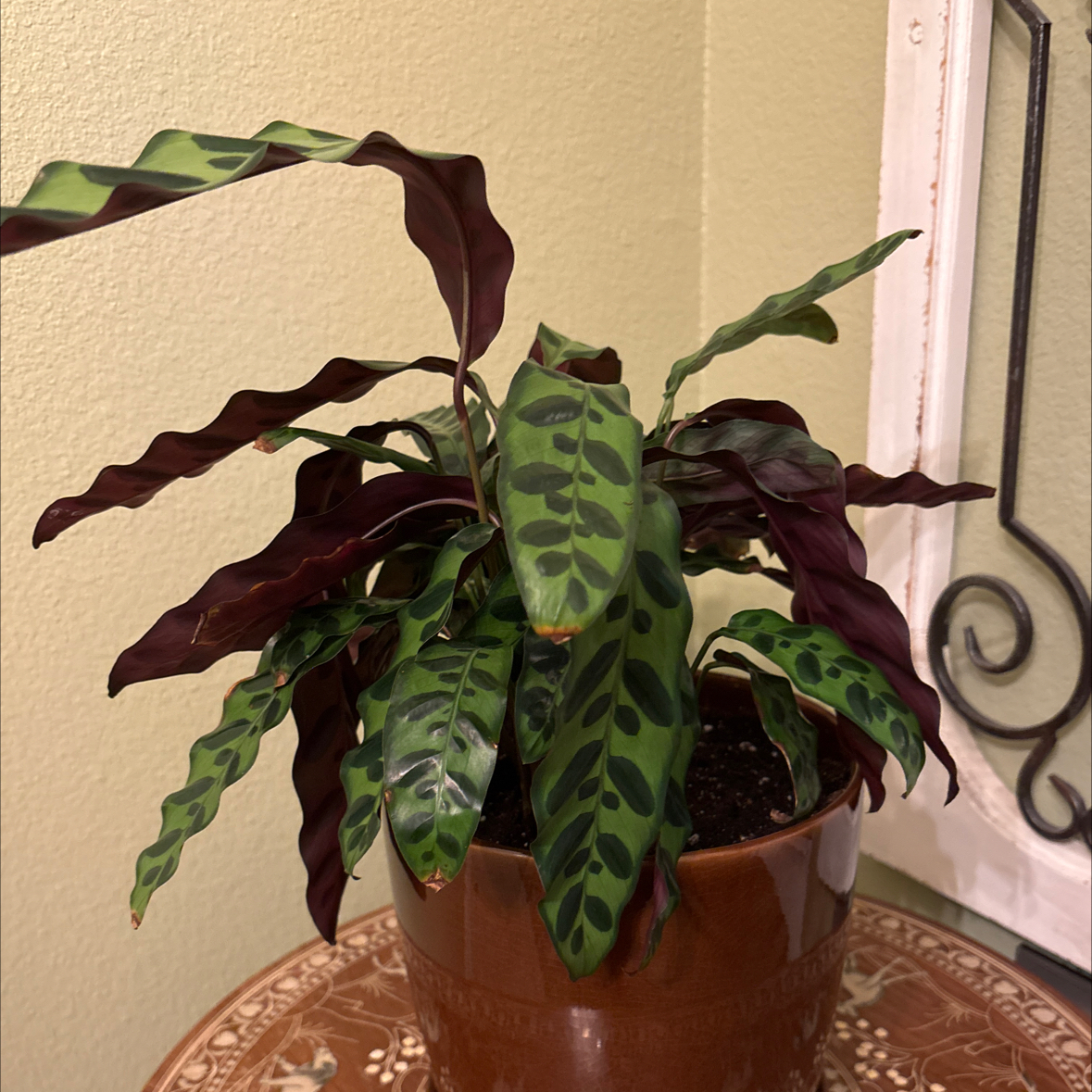 Photo of the plant species Rattlesnake Plant by @ShowyGraypine94 named Curie on Greg, the plant care app