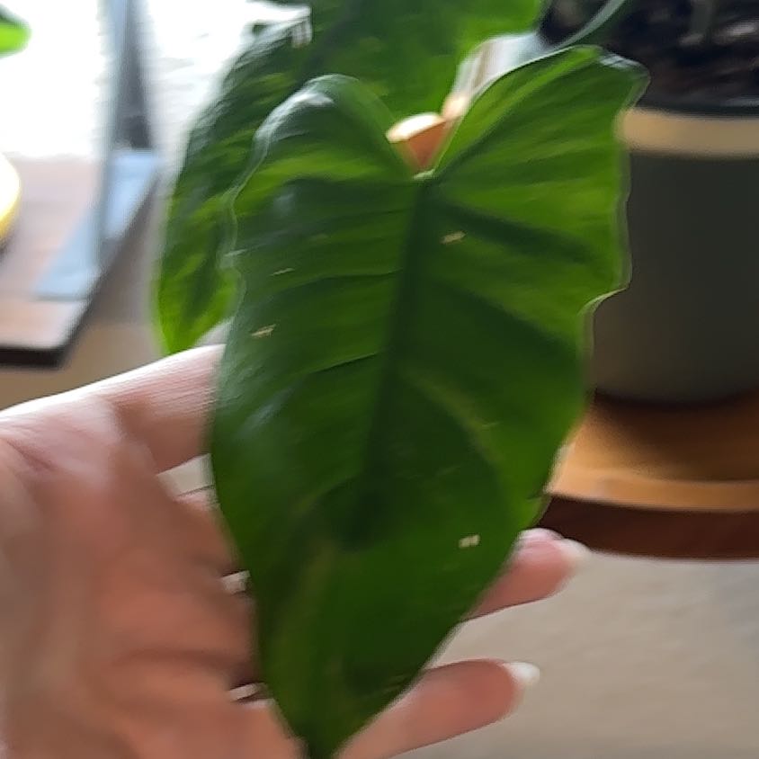 Photo of the plant species Philodendron 'Lime Fiddle' by @LuminousDodder named Sherlock on Greg, the plant care app