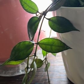 Photo of the plant species Philodendron Pink Congo by @LuminousDodder named Hamilton on Greg, the plant care app