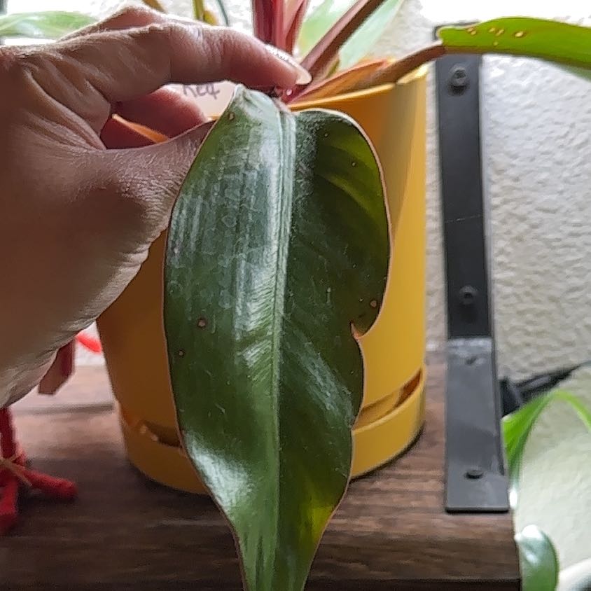 Photo of the plant species Philodendron 'Sun Red' by @LuminousDodder named Harmony on Greg, the plant care app