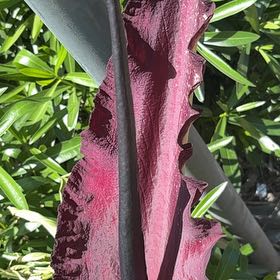 Photo of the plant species Dragon Arum by @PurelyKanna91 named Harry on Greg, the plant care app