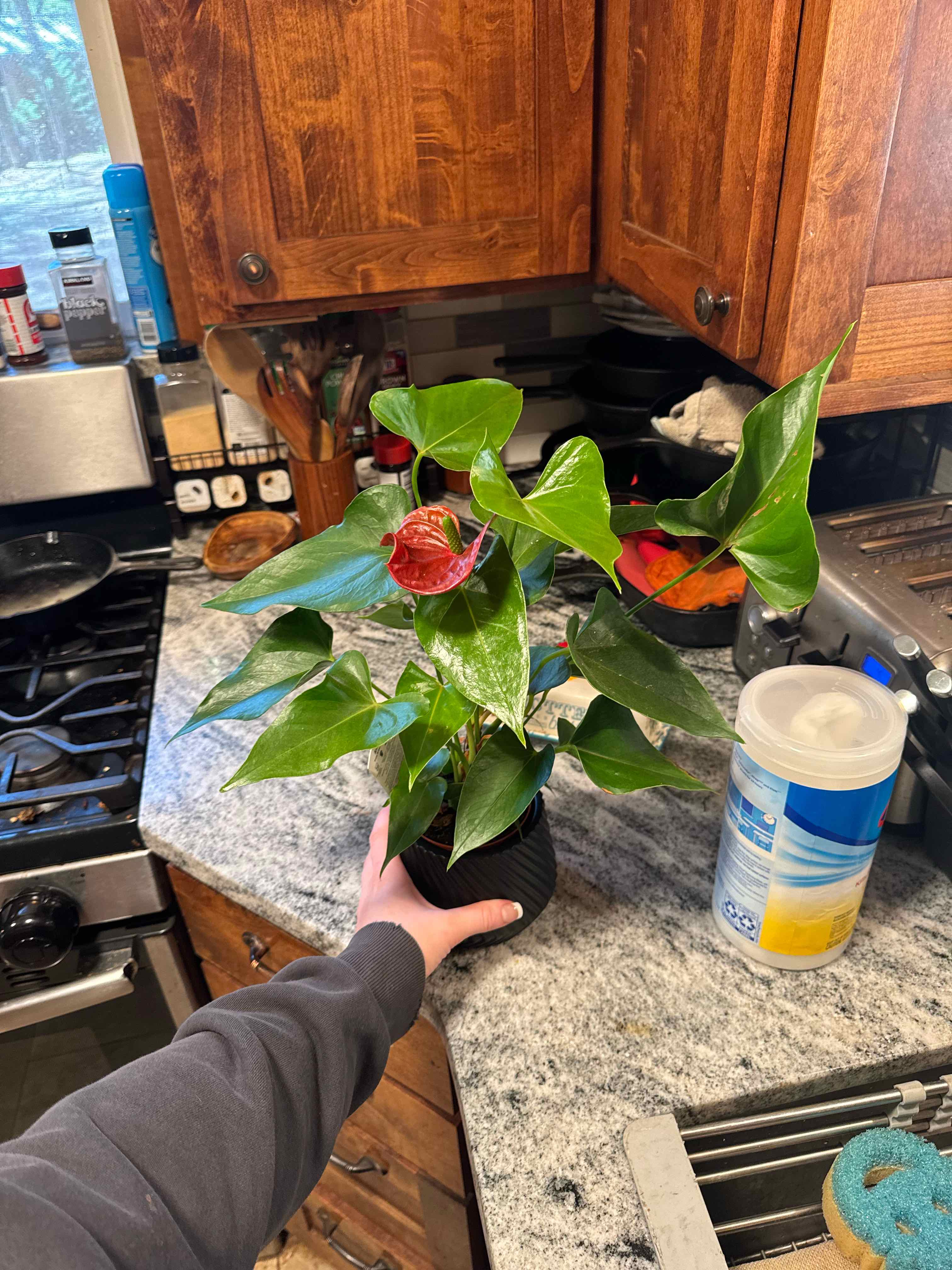 Tree Diddy | A plant by @Michaelaliberty on Greg
