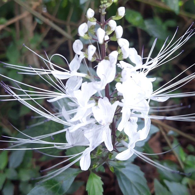 Photo of the plant species Cat's Whiskers by @JocoseCucumber named Sol on Greg, the plant care app
