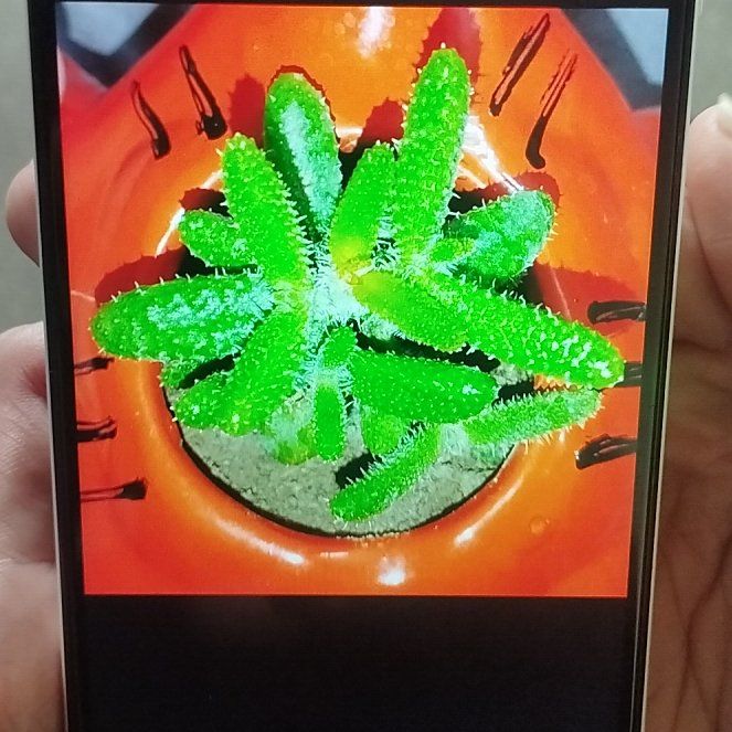 Spiky