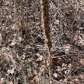Photo of the plant species Mullein by @LeadGentiansage named Denali on Greg, the plant care app
