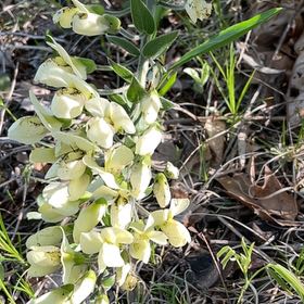 Photo of the plant species Bearsfoot Hellebore by @LeadGentiansage named Duke on Greg, the plant care app