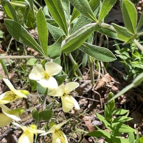 Photo of the plant species Dragon's-Teeth by @LeadGentiansage named Hamilton on Greg, the plant care app