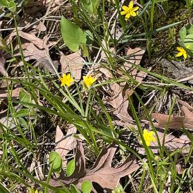 Photo of the plant species Flame Buttercup by @LeadGentiansage named Aria on Greg, the plant care app