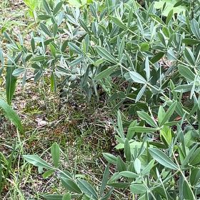 Photo of the plant species Blue Wild Indigo by @LeadGentiansage named Mollie on Greg, the plant care app