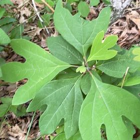 Photo of the plant species Common Sassafras by @LeadGentiansage named Mando on Greg, the plant care app