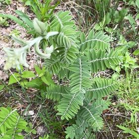 Photo of the plant species Common Solomon's Seal by @LeadGentiansage named Taylor Swift on Greg, the plant care app