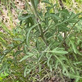 Photo of the plant species Sixalix atropurpurea by @LeadGentiansage named Homer on Greg, the plant care app