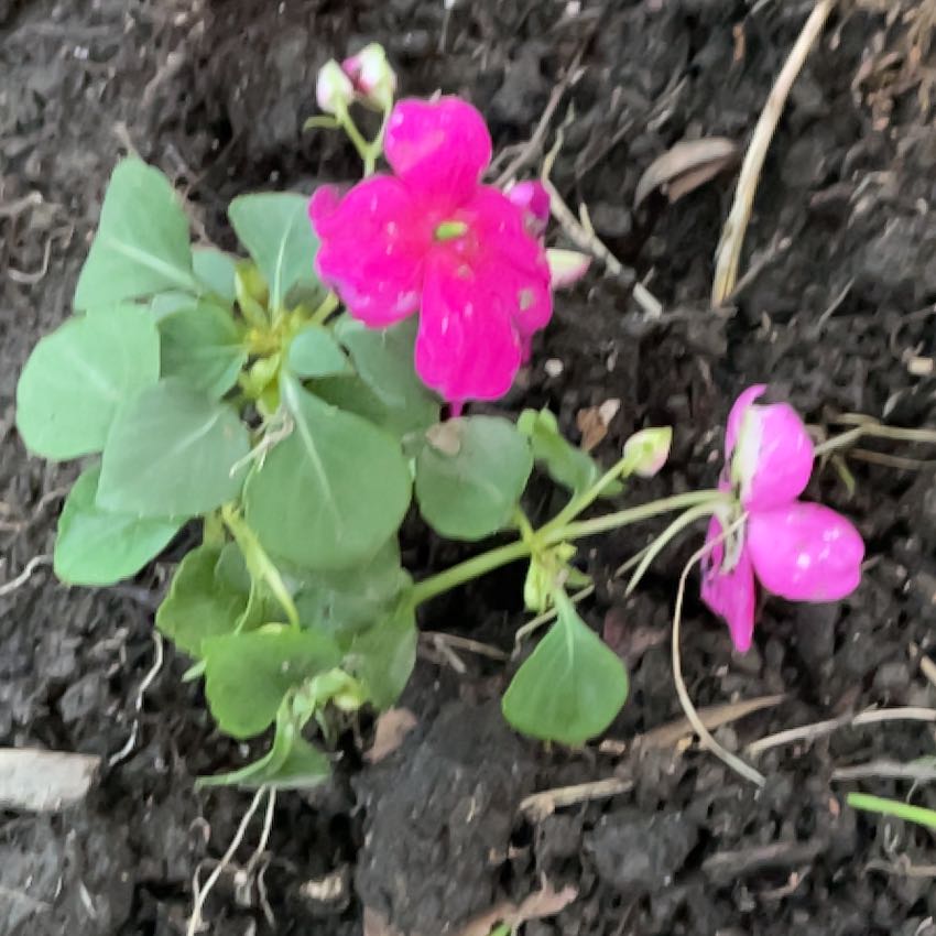 Photo of the plant species Buzzy Lizzy by @LeadGentiansage named Captain Plant-it on Greg, the plant care app