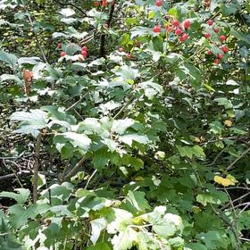 Photo of the plant species American Cranberrybush Viburnum by @LeadGentiansage named Huckleberry Fern on Greg, the plant care app