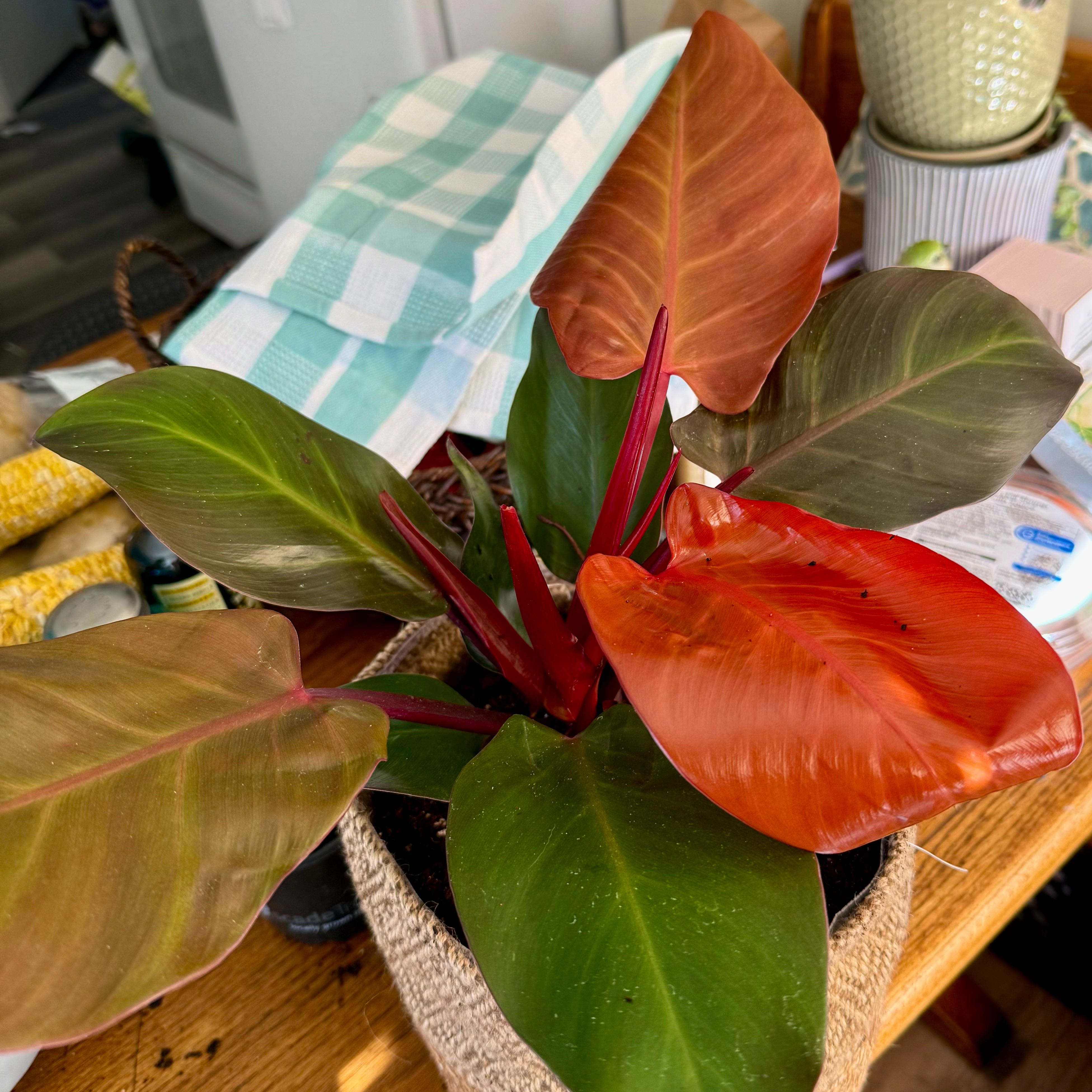 Photo of the plant species Philodendron 'Prismacolor™ Sun Red' by @FunChards96 named Scarlett on Greg, the plant care app