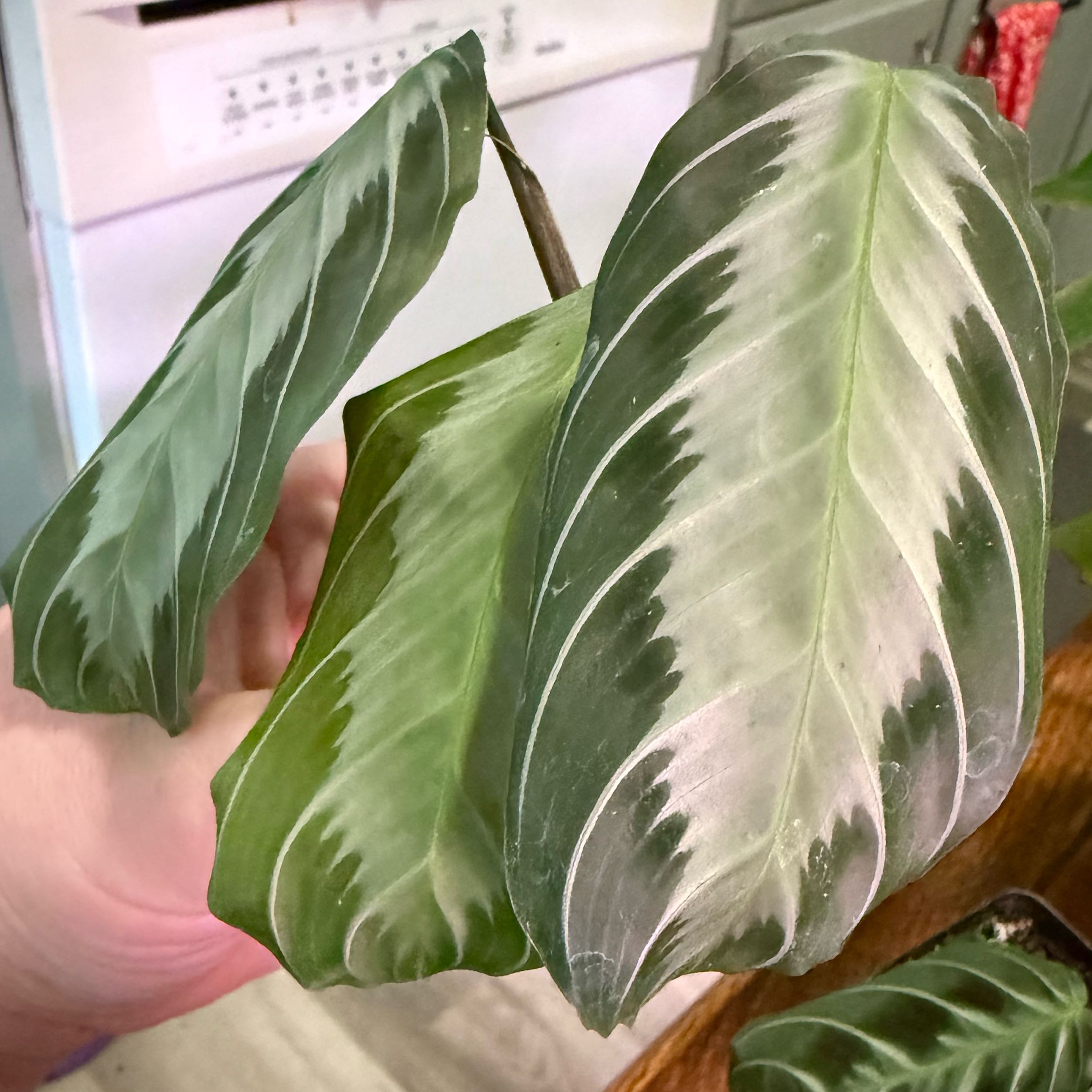 Photo of the plant species Maranta by @FunChards96 named Millie on Greg, the plant care app