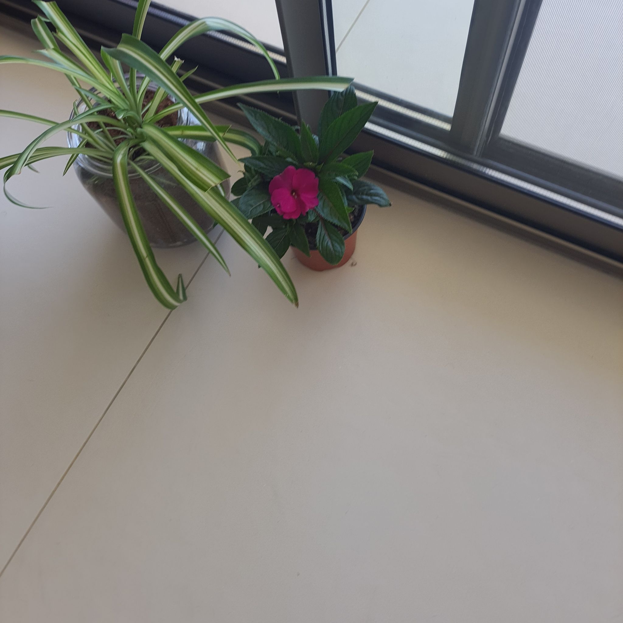Photo of the plant species Baby Rose by @EsteemedWildyam named Peter Parker on Greg, the plant care app