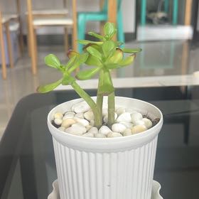 Photo of the plant species Curly Jade Succulent by @IdealPalafoxia named Mando on Greg, the plant care app
