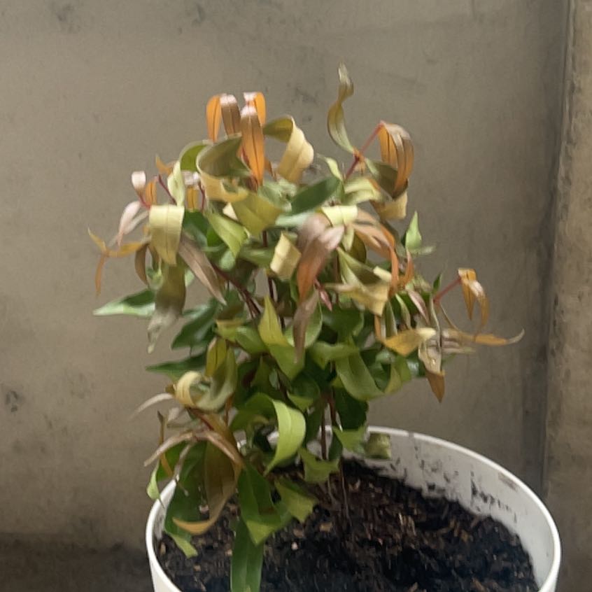 Photo of the plant species Syzygium by @IdealPalafoxia named Mollie on Greg, the plant care app
