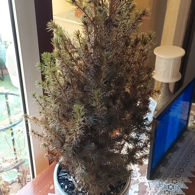 Photo of the plant species North Pole Spruce by @AdmiredTawapou named Stella on Greg, the plant care app