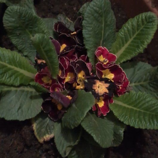 Photo of the plant species Primula Vulgaris by @UltraTitoki38 named Winston on Greg, the plant care app