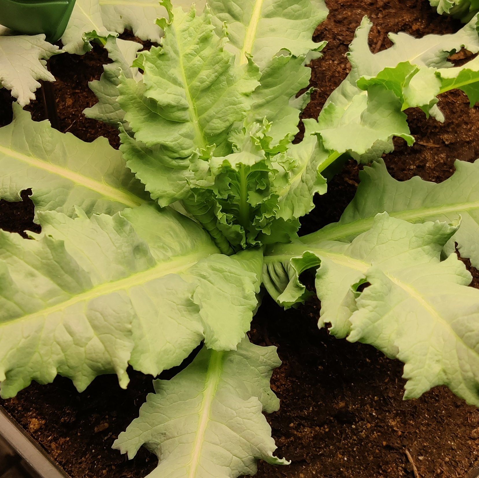 Photo of the plant species Danish Flag Poppy by @ThoroughCorn39 named Harry on Greg, the plant care app