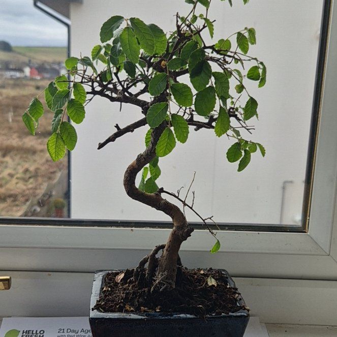 Photo of the plant species Chinese Sweet Plum by @MysticalNyx named Sproutacus on Greg, the plant care app
