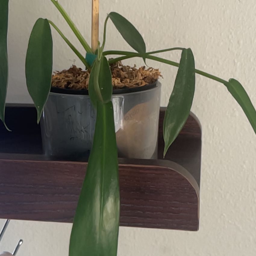 Photo of the plant species Electric Eel by @CuteParrypinyon named Sherlock on Greg, the plant care app
