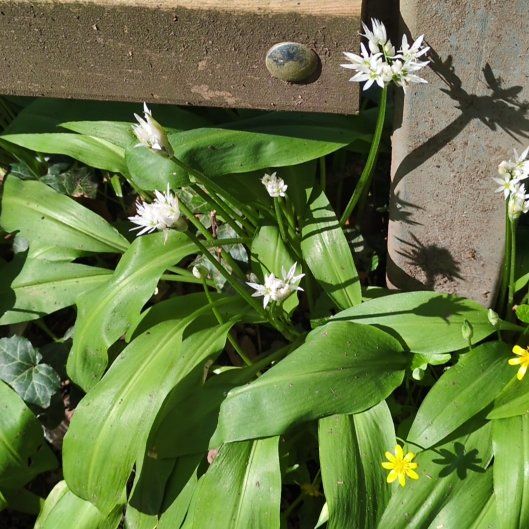 Photo of the plant species Ramsons by @AdroitlyCoccoon named Leonardo on Greg, the plant care app