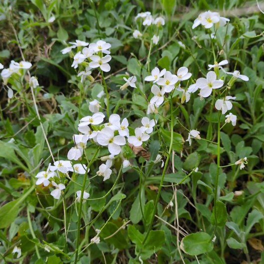 Photo of the plant species Cuckooflower by @AdroitlyCoccoon named Sherlock on Greg, the plant care app