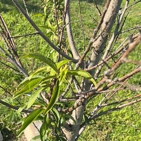 Photo of the plant species Peach Tree by @StellarLuckyred named Treeyoncé on Greg, the plant care app