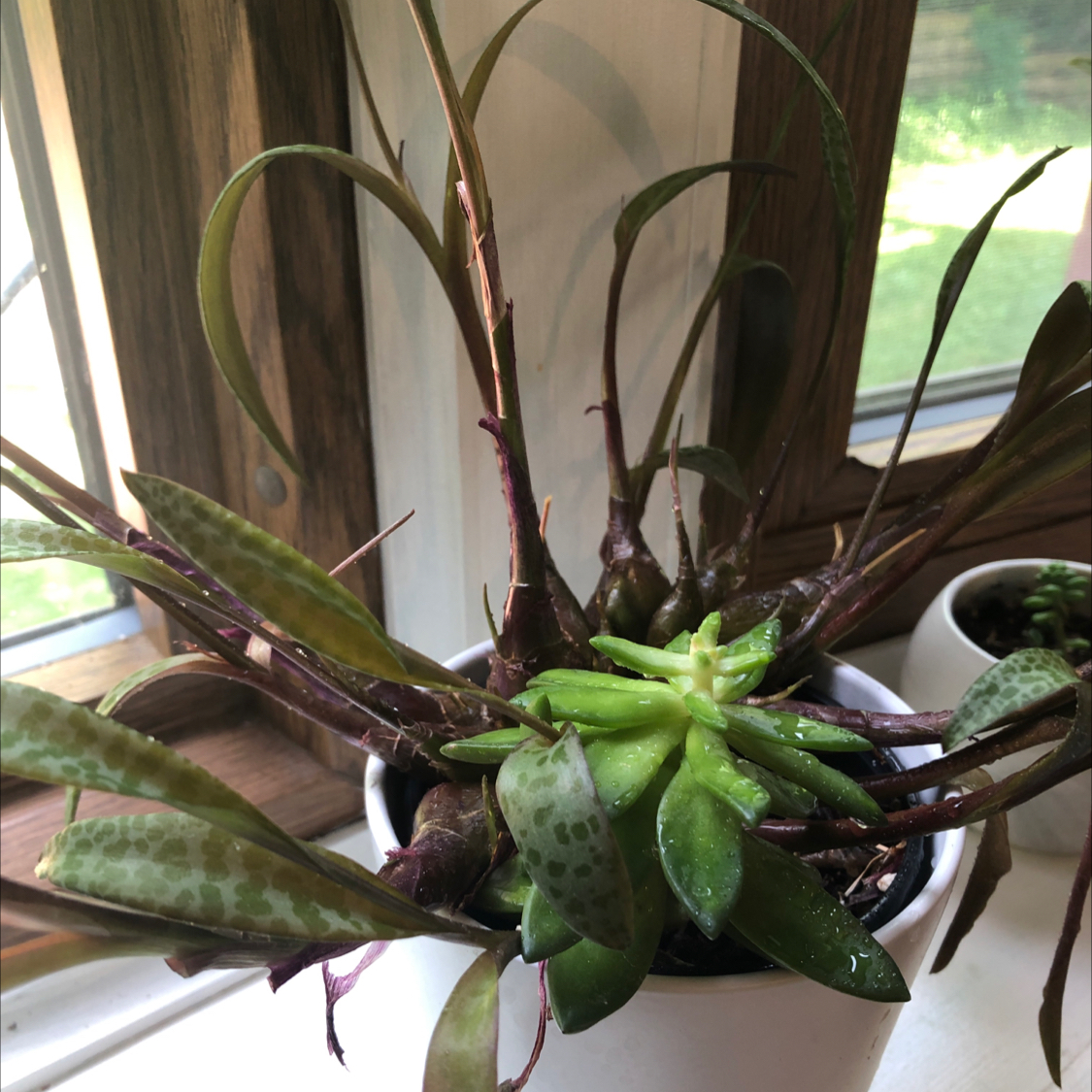 Silver Squill plant in a white pot near a window with some browning leaves.