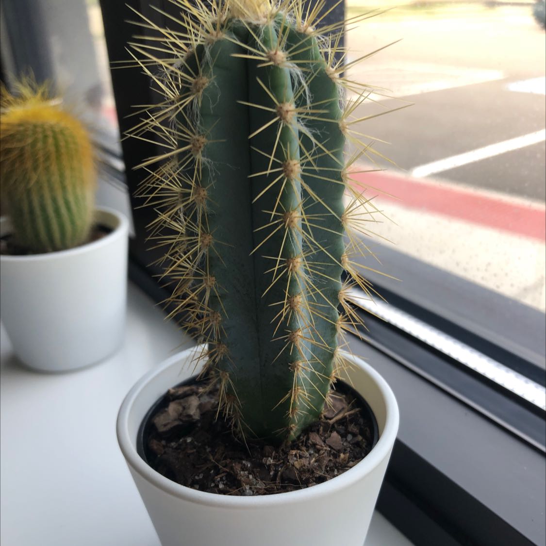 Blue Columnar Cactus in a white pot on a windowsill with another cactus in the background.
