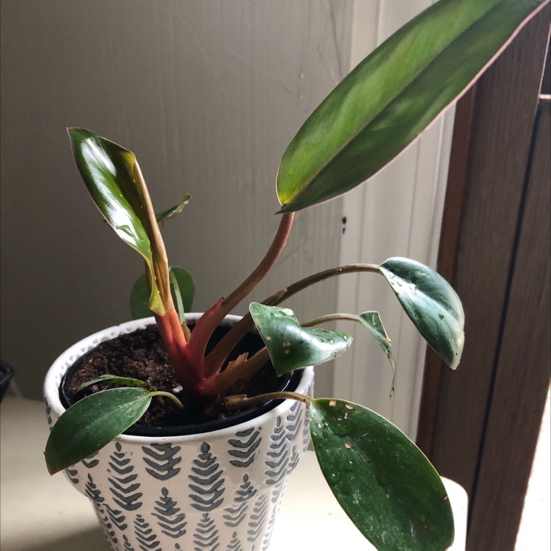 Plant care for Pink foliage on Greg, the plant care app
