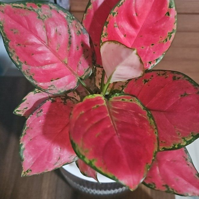Photo of the plant species Red King by @ManlyMugwort56 named Gobi on Greg, the plant care app