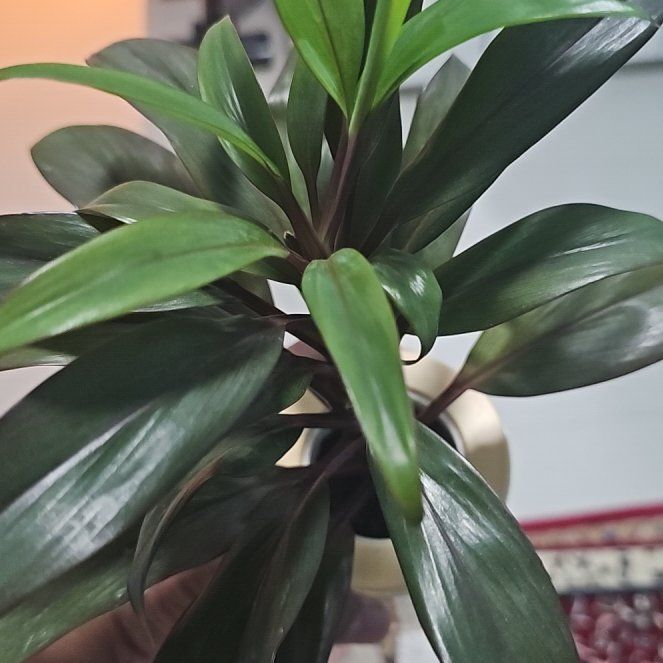 Photo of the plant species Ti plant by @ManlyMugwort56 named Miley on Greg, the plant care app