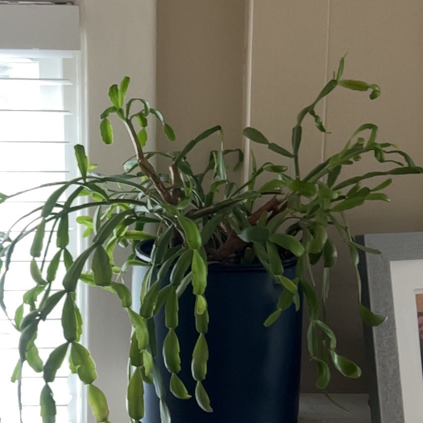 Photo of the plant species Christmas Cactus by @UltimateApple51 named Fernie Mercury on Greg, the plant care app
