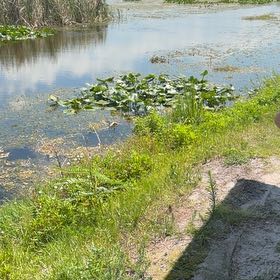 Photo of the plant species Yellow Pond-Lily by @YesKamahi56 named Navajo on Greg, the plant care app