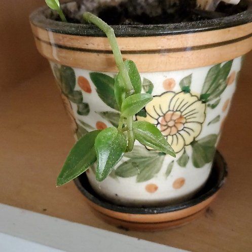 Photo of the plant species Columnea gloriosa by @WelsomePignut23 named Dolores on Greg, the plant care app