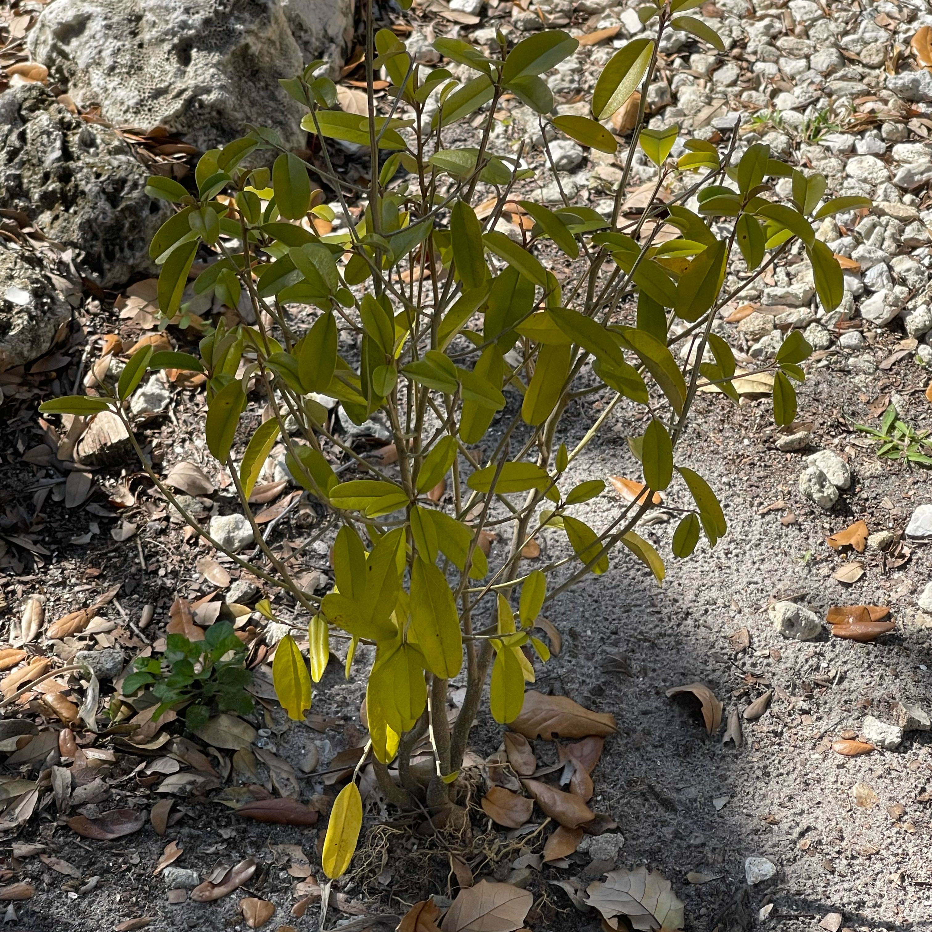 Photo of the plant species Jamaican Caper by @FullHardhead42 named Elina on Greg, the plant care app
